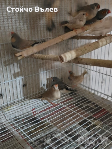 Продавам зеброви амадини, снимка 3 - Амадини - 53243814