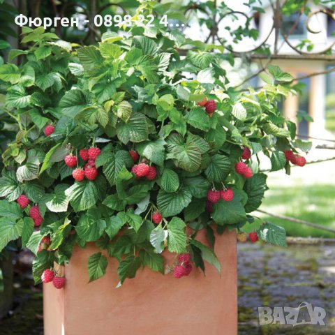 Дива малина - Rubus idaeus, снимка 3 - Разсади - 37336742