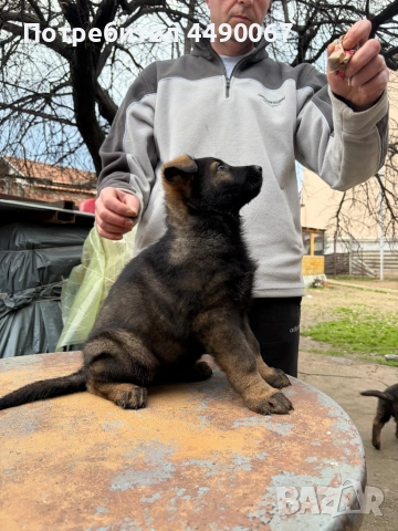 Немска овчарка - сивак, снимка 8 - Немска овчарка - 52977991