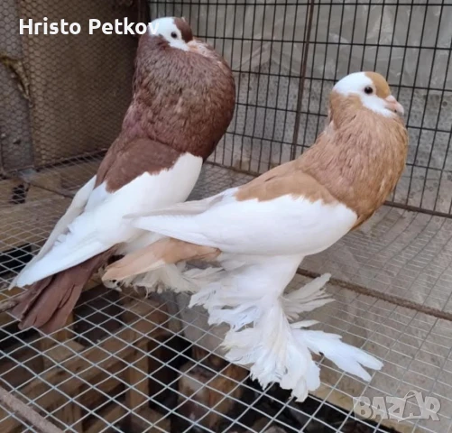 Продавам 4 чифта и 1 младо Седлати Гушести 