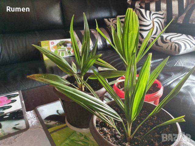 Предлагам малки студоустоичиви палми Трахикаптус - 10 лв, снимка 2 - Градински цветя и растения - 38408552