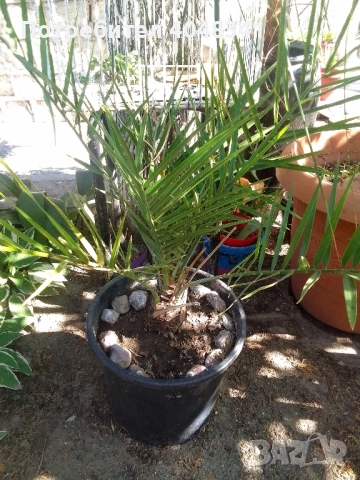 Големи Финикови палми , снимка 2 - Градински цветя и растения - 52533347