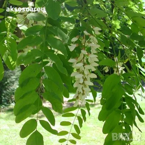 Продавам 400 висококачествени семена от бързо растяща Бяла медоносна акация Бял облагороден салкъм , снимка 6 - Сортови семена и луковици - 49258986