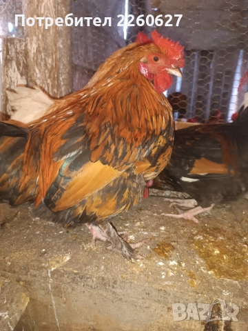 Млади петли , снимка 4 - Кокошки и пуйки - 52944909