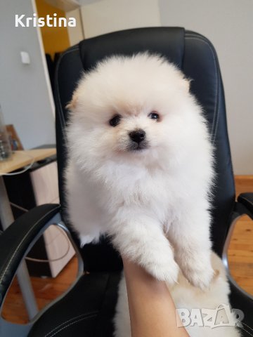 Померан померани померанчета, снимка 5 - Померан - 43700649