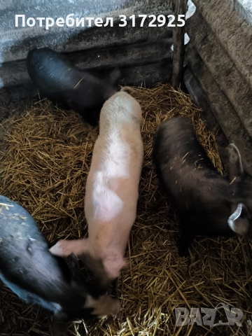 Продавам прасета , снимка 11 - Прасета - 52669901