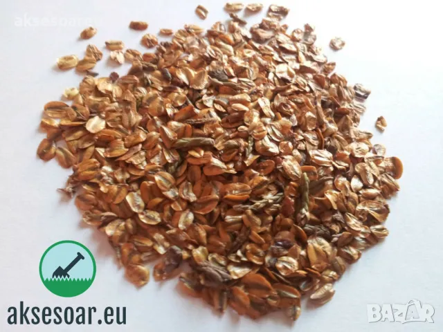 15 нови семена гигантска секвоя мамутово дърво sequoiadendron giganteum за декорация на двора  , снимка 3 - Сортови семена и луковици - 49828592