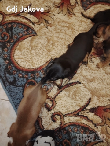 Дакелчета, снимка 9 - Дакели - 52487664