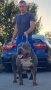 Американско були / American bully XL , снимка 14