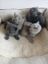 Британски Котета , снимка 1