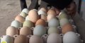 Кокоши яйца и за люпене