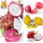 200 семена ароматни екзотични вида питая редки драконови плодове от кактус декорация и свежест на гр