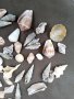 Колекция 45бр рапани и миди, снимка 5