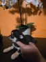 Чихуахуа , снимка 2