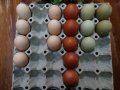 оплодени яйца, снимка 1