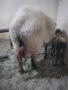 Овце, снимка 6