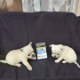 Продавам две бели чихуата, снимка 3