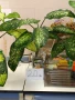  Дифенбахия !!! РАЗПРОДАЖБА (-40%)!!!, снимка 17