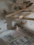 Продавам зеброви амадини, снимка 3