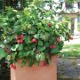 Дива малина - Rubus idaeus