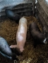 Продавам прасета , снимка 11