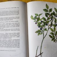 Нашите растения в лекарствата / Nase rosliny v lekarstvi, книга за билките и употребата им-на чешски, снимка 3 - Енциклопедии, справочници - 44843833