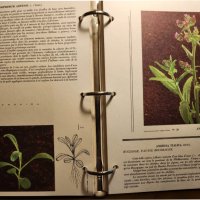 Atlas des Mauvaises herbes - Атлас на плевелите ( градинските), на френски, рядък, мин.тираж, цветен, снимка 5 - Енциклопедии, справочници - 43792122