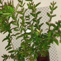 НАР за отглеждане  - Студоустойчив , сорт Wonderful , снимка 4 - Градински цветя и растения - 26452117