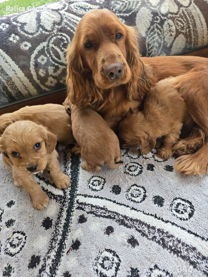 чистокръвни Кокер Шпаньоли, снимка 1