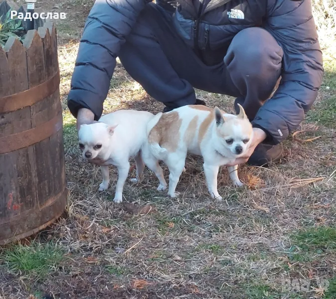 Мъжки чихуахуа за разплод, мъжко куче търси женска, снимка 1
