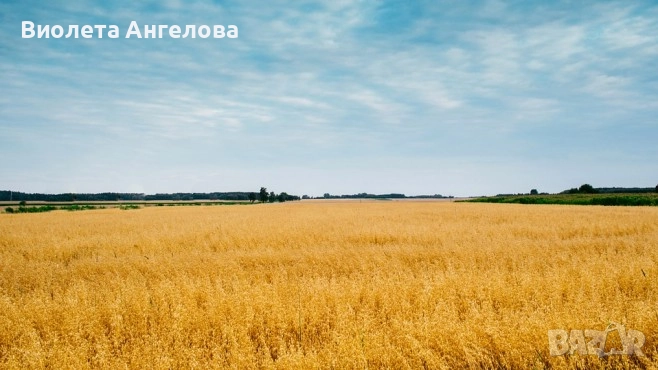 Продава 22 дка с.Великово, снимка 1