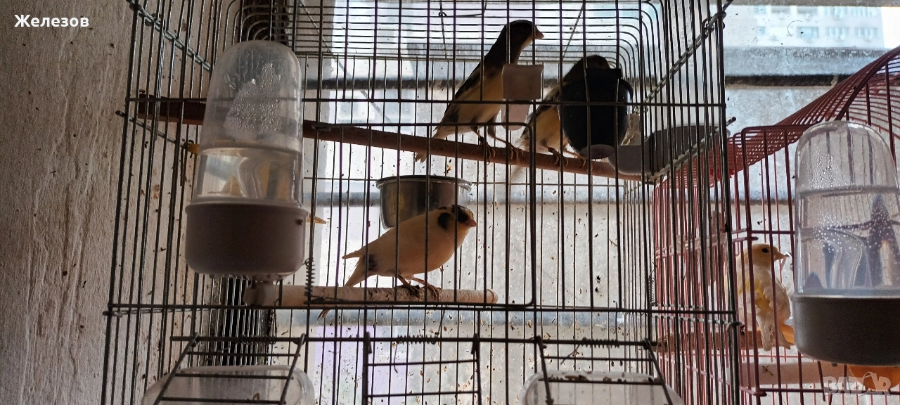 Канари Орфей , снимка 1