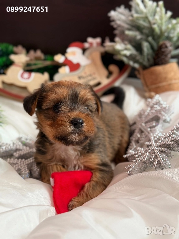 Йоркширски териер , снимка 1