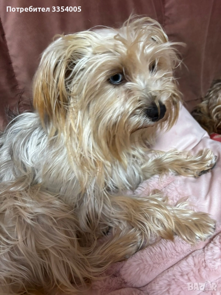 женско йорки за подарък , снимка 1