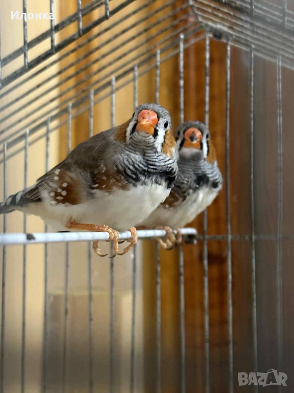 Зеброви амадини, снимка 1