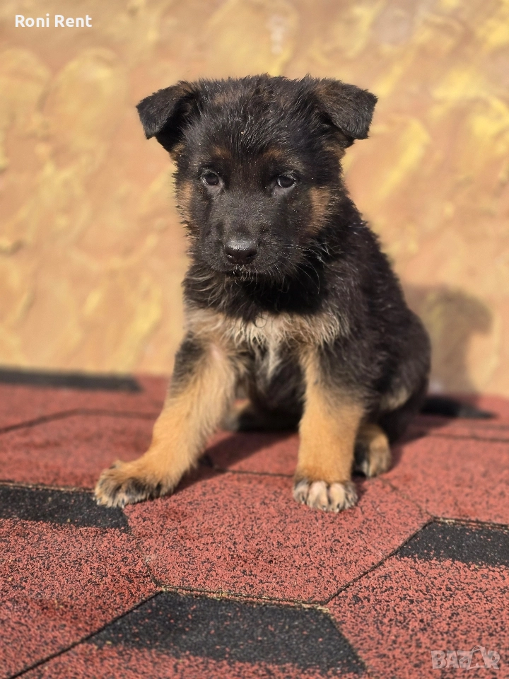 Немски Овчарки !, снимка 1