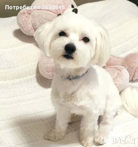 Малтийска болонка, снимка 1