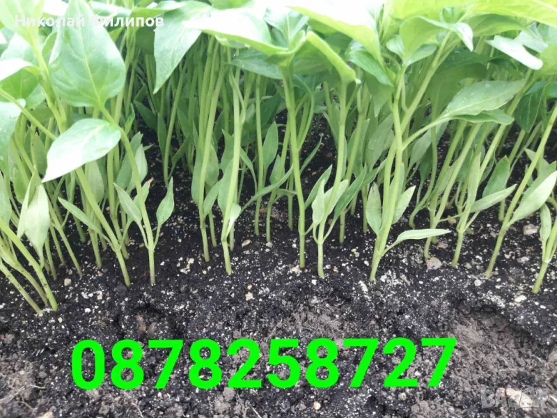 Продавам разсад за Домати и Пипер, снимка 1