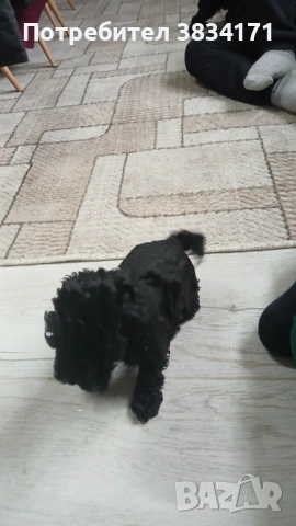 Малки игриви момичета си търсят своя нов дом, снимка 6 - Пудели - 53063476