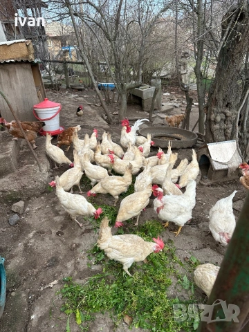 Домашни яйца , снимка 2 - Кокошки и пуйки - 50113948