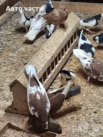 гълаби на хвърчани пазарджишки високолетачи , снимка 17 - Гълъби - 49029455