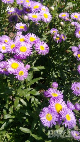 Продавам семена  на градинска синя Маргарита (реколта 2025 г), снимка 8 - Разсади - 37323278