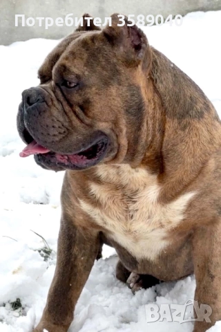 American Bully XL, снимка 7 - Други - 52942098