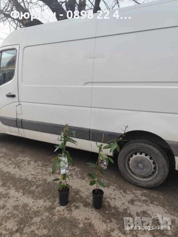 Клематис - Вечнозелен Цвят - Бял И розов, снимка 7 - Разсади - 53489678