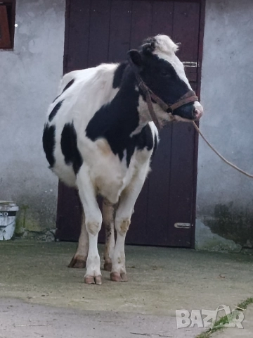 Продавам бременни юници , снимка 14 - Крави - 52893447