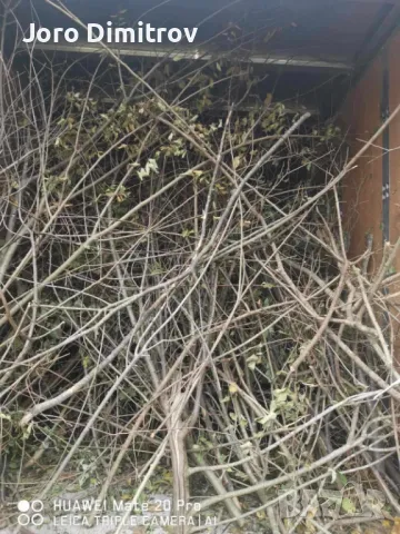 Изхвърляне на растителност 100-500лв (корени, храсти, клони и трева), снимка 10 - Транспортни услуги - 48927615