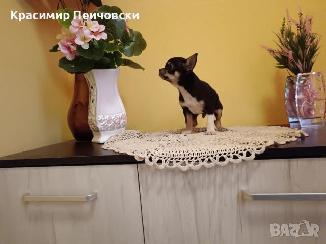 мъжко чихуахуа. 