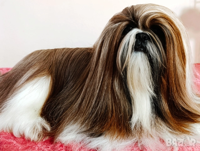 Кученца Ши Тцу /SHIH TZU FCI pedigree , снимка 4 - Ши Тцу - 52464119
