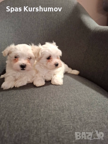 Продавам малтйска болонка, снимка 3 - Болонка - 53082970