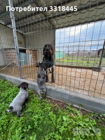 Дратхаар , снимка 7 - Дратхаар - 52884984